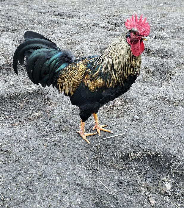 Koguty typu zagrodowe ,czrne australop