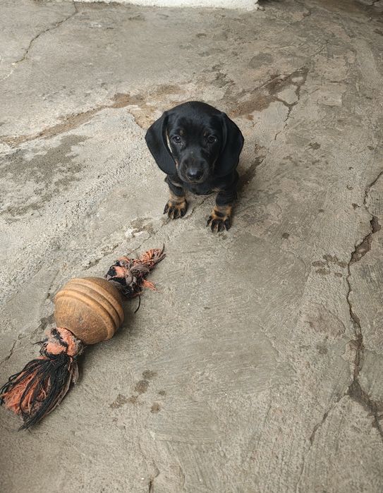 Teckel pêlo liso fêmea