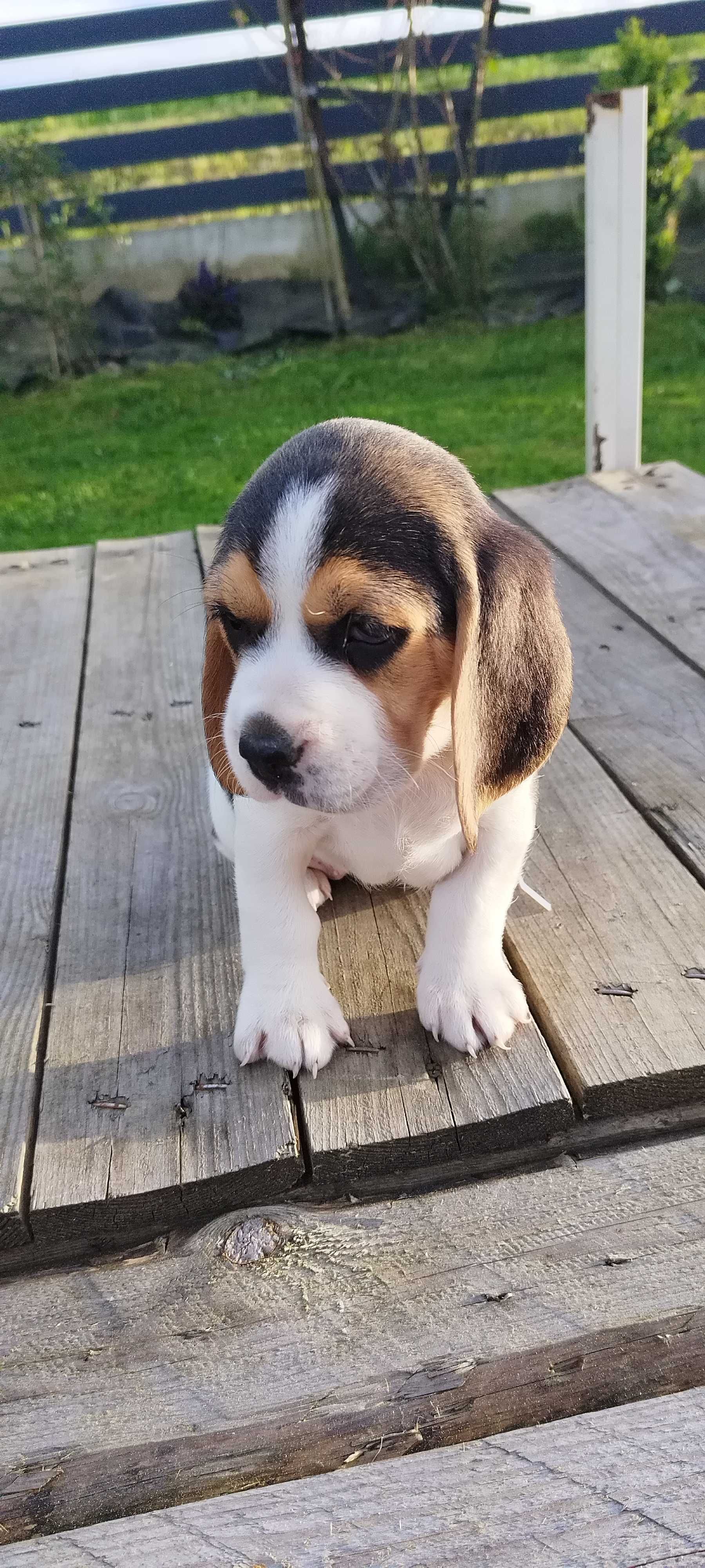 TriColor Beagle „Suczka'' Rodowód