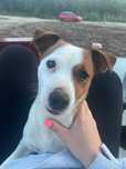 Luna Russel Terrier zaginiona Nagroda 2000 zł
