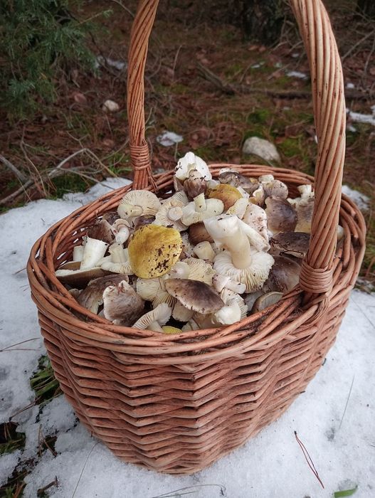 Grzyby gąski 3 kg  wysylka