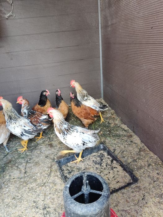 Kury ozdobne koguty lakenfelder vorwerk, włoszka i appenzeller