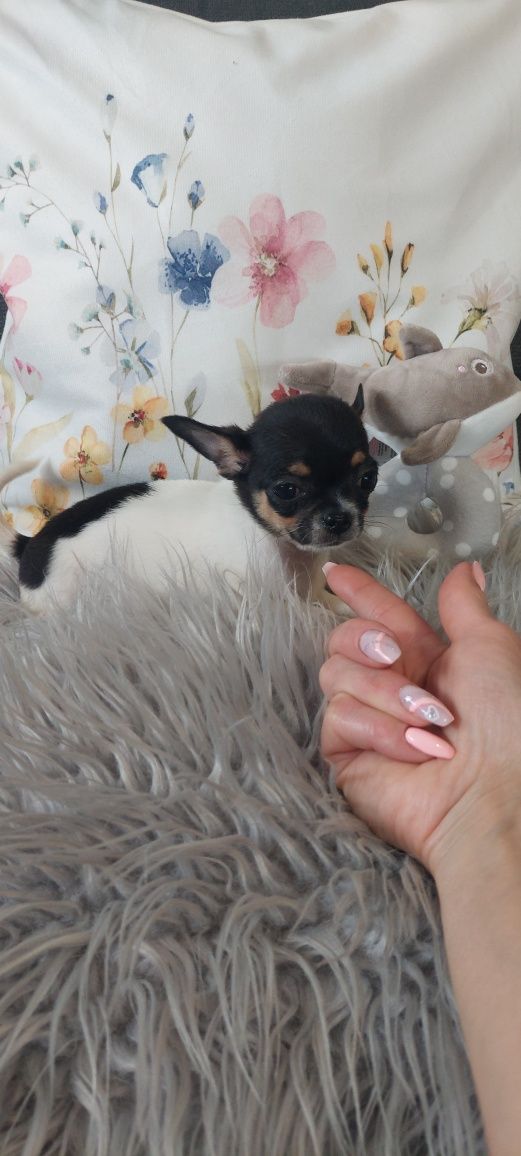 Chihuahua cudny tricolorek