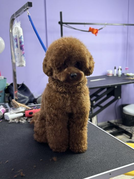 Кобель Пудель на вязку