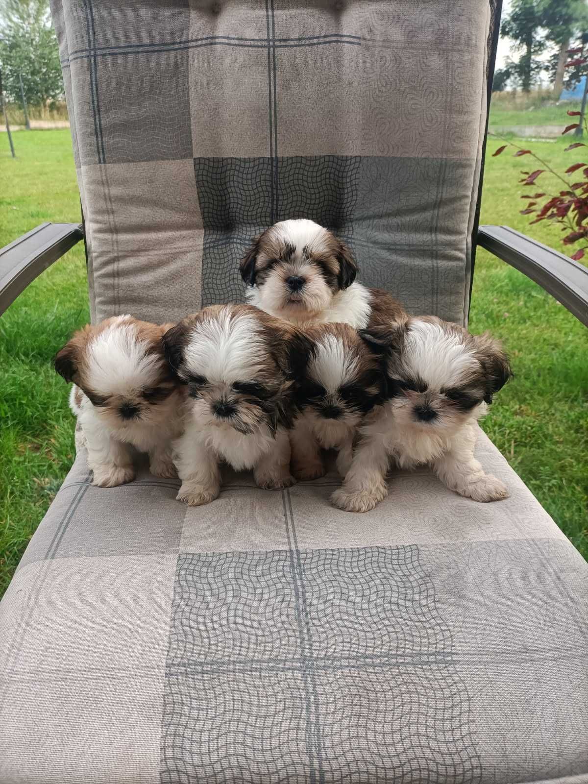 Shih Tzu szczeniak