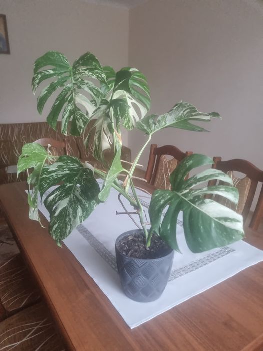 Monstera variageta