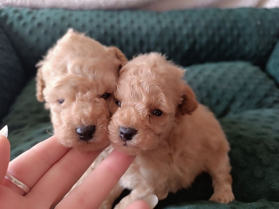 Chłopiec, pudel toy, FCI