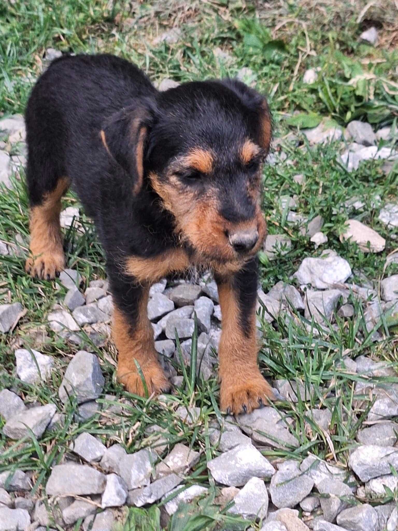 Terrier niemiecki suczka