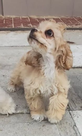 Cocker spaniel amerykański
