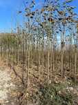 Sadzonki Drzewa tlenowego oxytree 3 letnie o wysokości 3-4m Paulownia