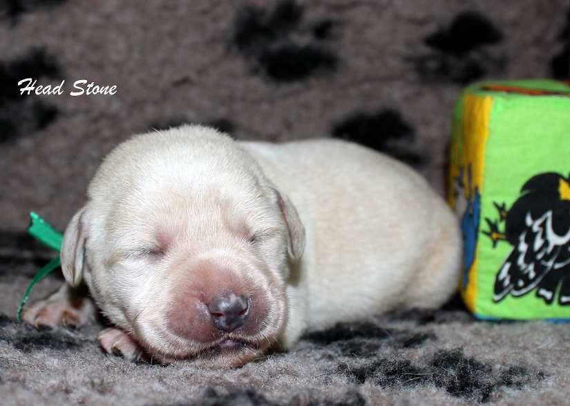 Лабрадор ретривер КСУ