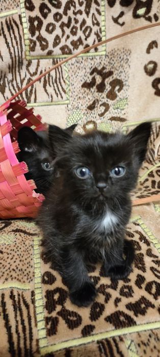 Маленькие котята в добрые руки