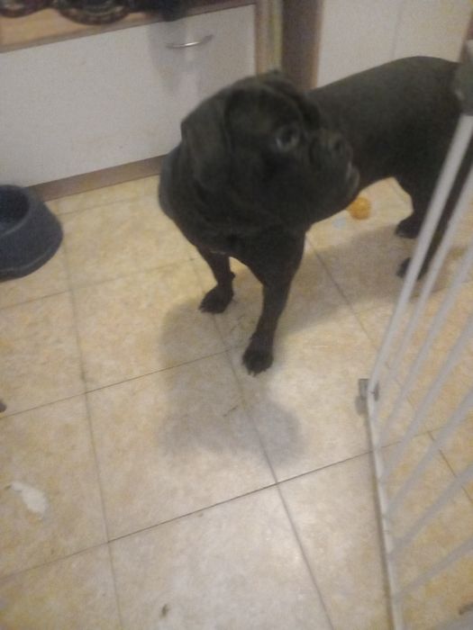 Oddam za darmo sukie ma niecałe 2 lata