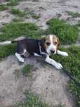 Beagle tricolor piesek do odbioru