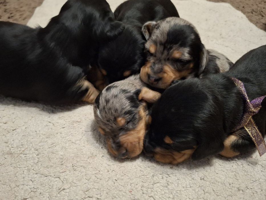 Такса | чорні та мармурові цуцики | Dachshund