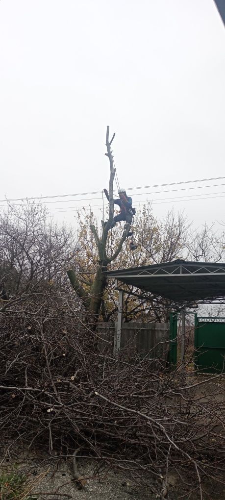 Спил дерев, коронування, зрізання дерев,обрізка дерев, видалення дерев