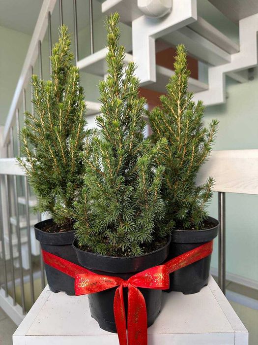 Комплект (1+1=3) Ялинка Коніка в горщику