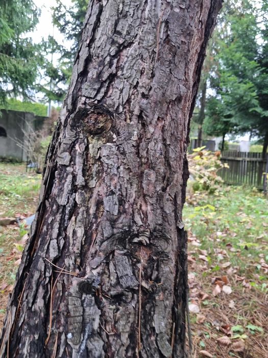 Drewno na opał oddam za darmo - gruba sosna, świerki - 4 szt, orzech