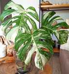 Monstera Variegata