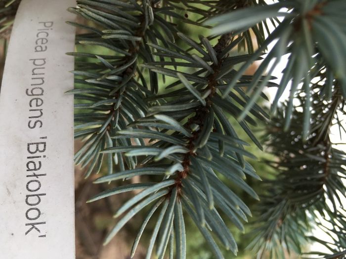 Ель колючая Белобок, 6 лет , 75см - 3800грн (2х летка-750 )фото 5-6