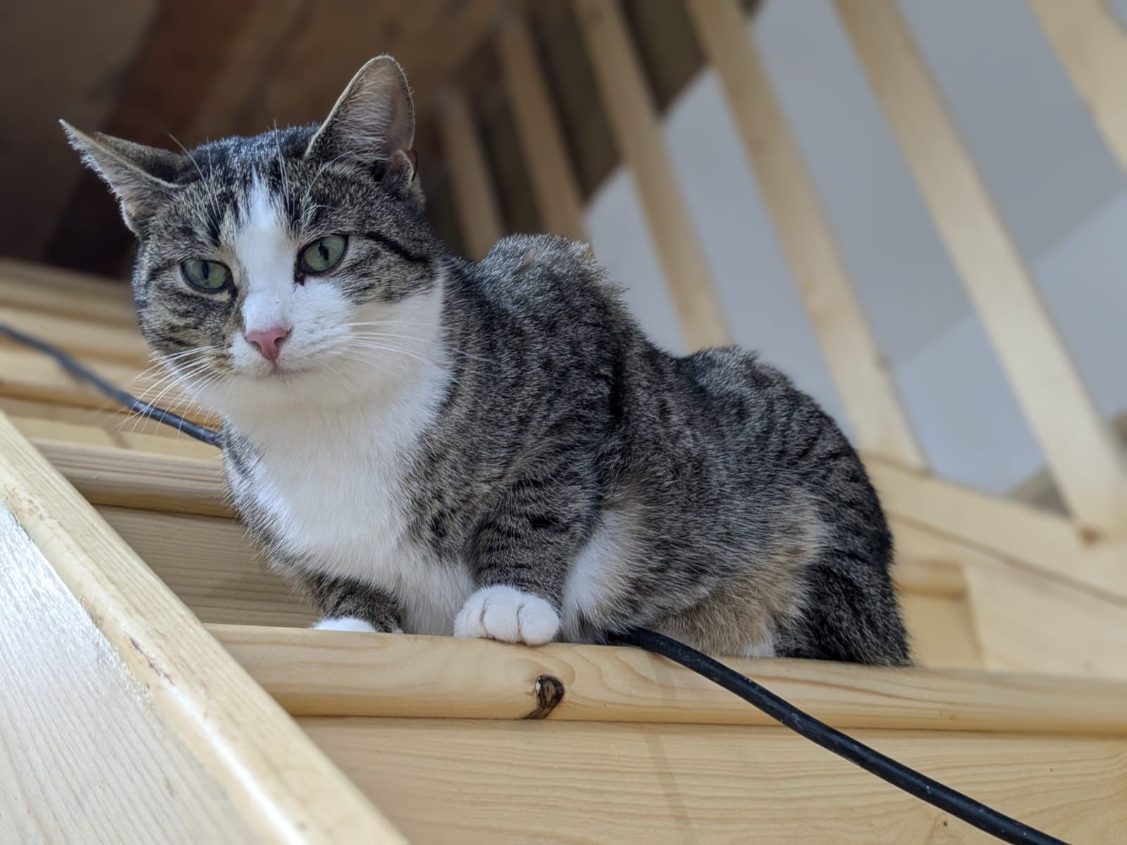 Alfik poleca się do adopcji!