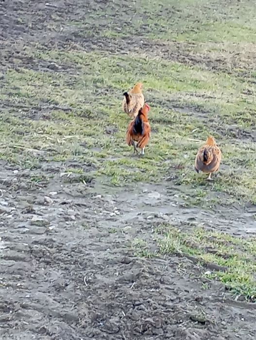 Kury, koguty  ozdobne miniaturki