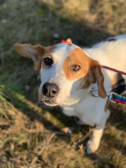 Wygłodzona Hafta zasługuje na lepsze życie