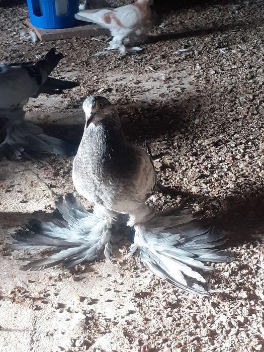 Gołębie ozdobne garłacze pomorskie
