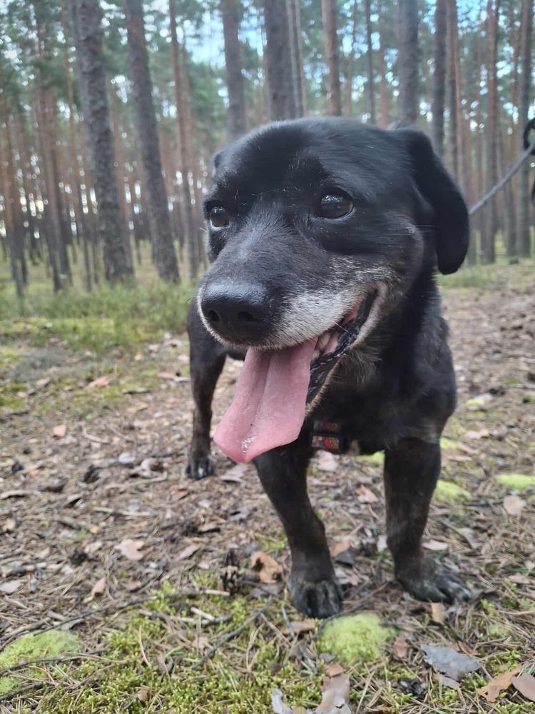 Max szuka domu!!