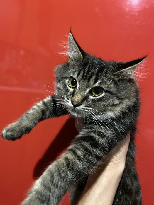 Двое котят ищут дом