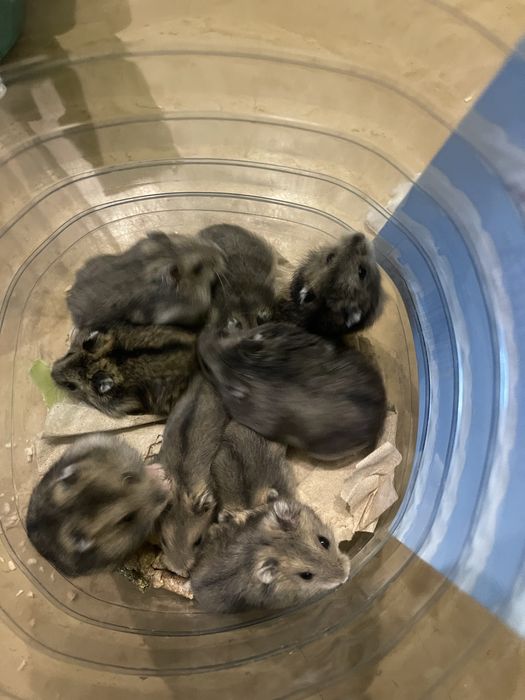 Джунгарики 20 вересня безкоштовно!!