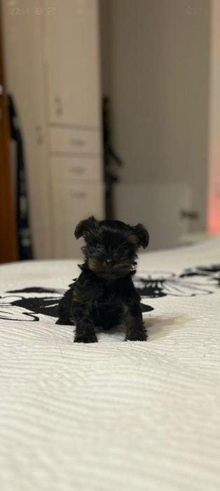 York terrier Simba piesek drobniutki