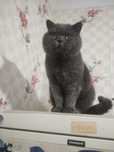 Кот Скоттиш страйт