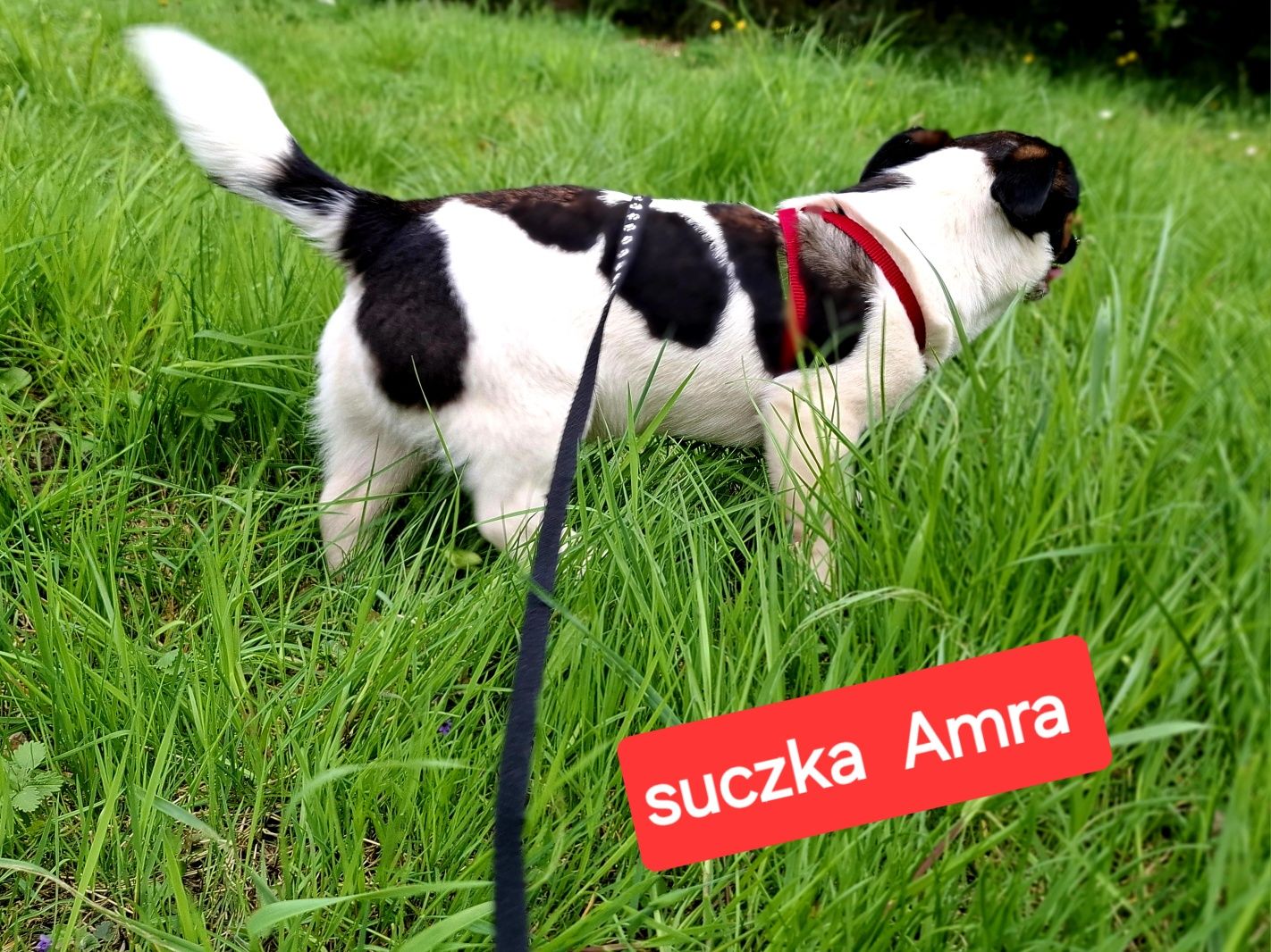 Milutka suczka !!! Jack Russell krótkie nózki  rodzice w hodowli