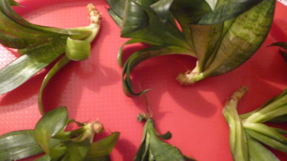 Sansewieria Hahnii, kwiaty doniczkowe