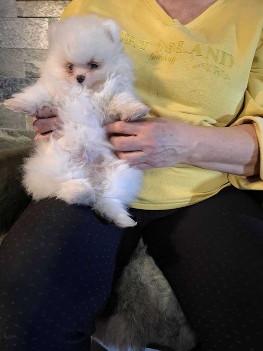 Szpic miniaturowy pomeranian