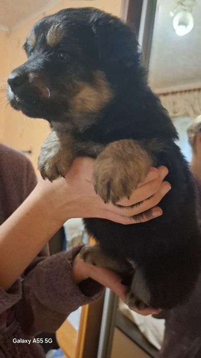 Отдам бесплатно  щенков овчарки