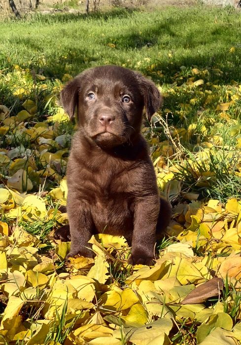 Мальчик лабрадор