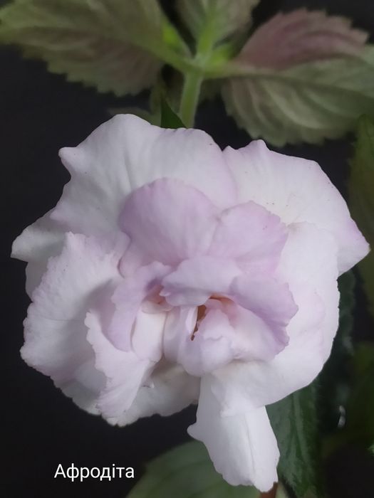 Ахіменеси (ахимынесы)  різоми