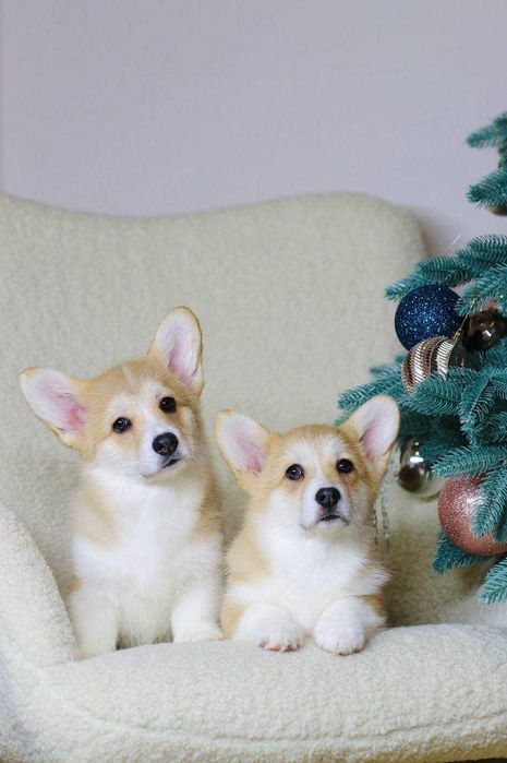 Urocze suczki Corgi — Sky i Space — szukają kochających domów