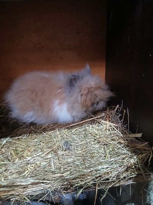 Sprzedam króliki miniaturki  ozdobne