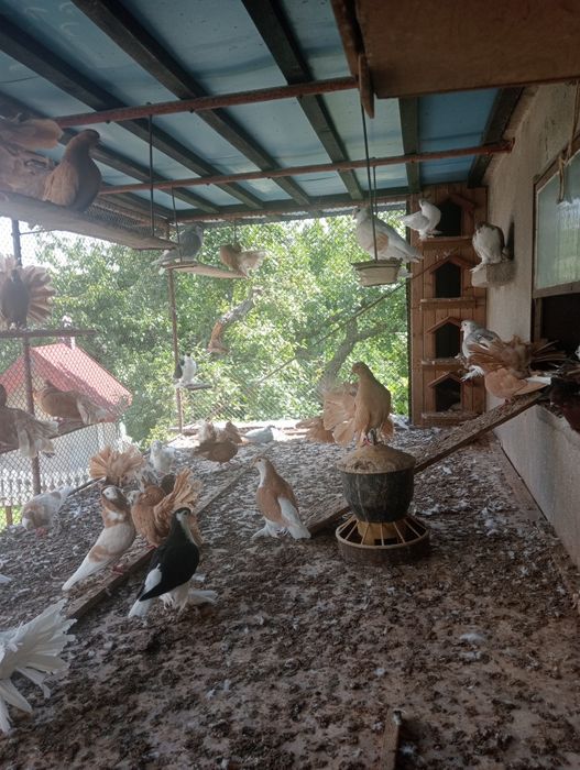 Pawik pawiki pary i pojedyncze sztuki