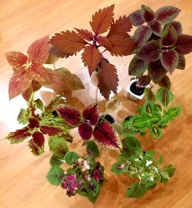 ОБМІН КОЛЕУСИ на кімнатні, вуличні квіти