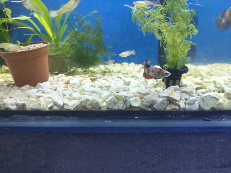 Bettas fêmeas variadas