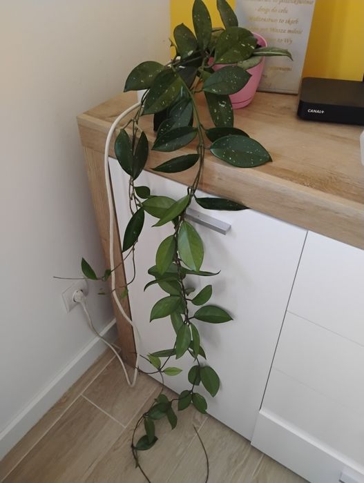Hoya hoja kwiatek