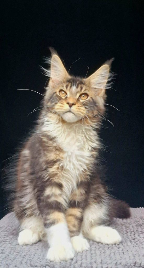 Maine coon, bardzo duży kocurek klasycznie pręgowany