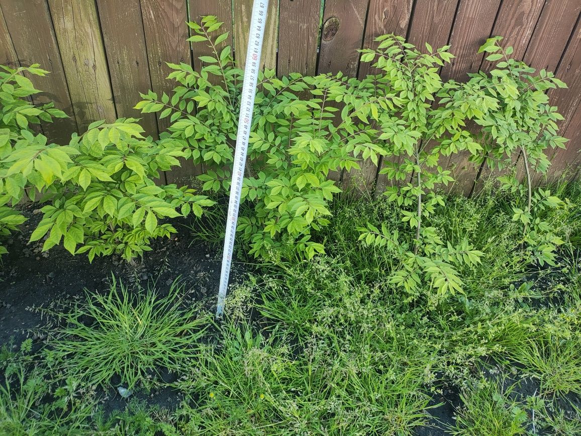 Trzmielina oskrzydlona 50-60 cm ładne duże sadzonki