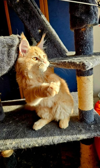 Мейн-кун  кошенята