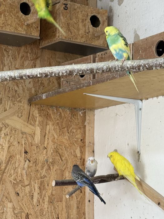 Papugi faliste na sprzedaz 30zl za sztuke