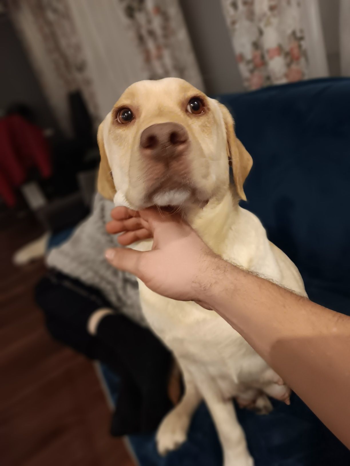 Labrador Retriever szczenie biszkopcik po ojcu z pochodzenia FCI